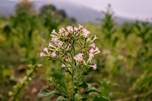 Tobacco Flower