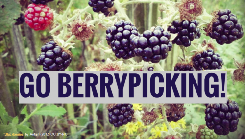 Berrypicking