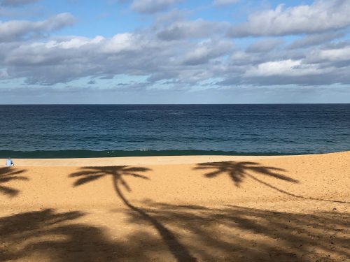 Tall palm trees cast shadows on a beach