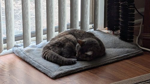 My cat, Theta, napping.