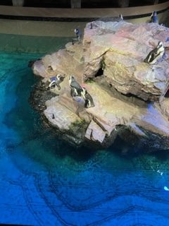 A picture of penguins at the New England Aquarium